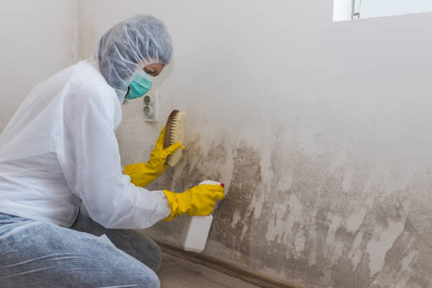 Best Basement Mold Remediation in Verona, PA