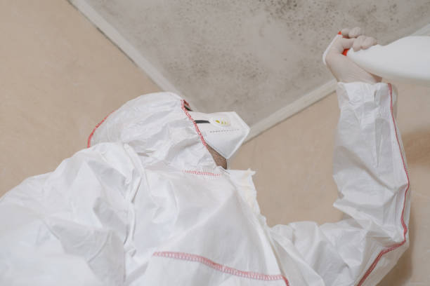 Best Post-Flood Mold Remediation in Verona, PA