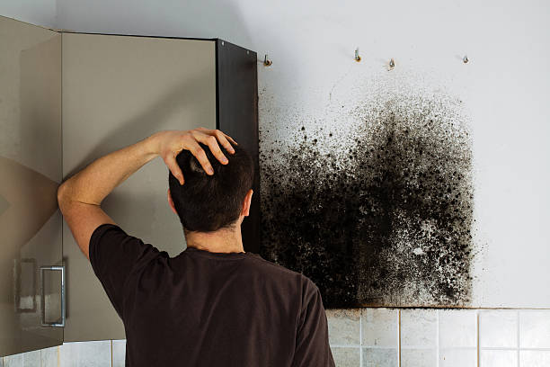 Best Bathroom Mold Remediation in Verona, PA